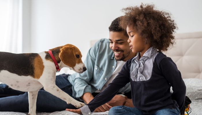 Air Quality Tips For Homeowners With Pets